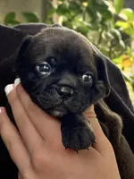 Char, a female Chihuahua and Brussels Griffon for sale in Eagle Point, OR – 3 of 5