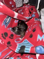 Rebel, a female Chihuahua and Brussels Griffon for sale in Eagle Point, OR – 2 of 2