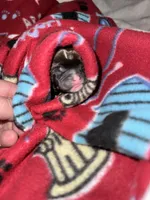 Rebel, a female Chihuahua and Brussels Griffon for sale in Eagle Point, OR – 1 of 2