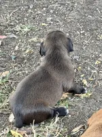 Rebel, a female Chihuahua and Brussels Griffon for sale in Eagle Point, OR – 4 of 4