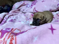 Sunny, a female Chihuahua and Brussels Griffon for sale in Eagle Point, OR – 3 of 3