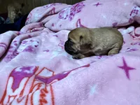Sunny, a female Chihuahua and Brussels Griffon for sale in Eagle Point, OR – 1 of 3