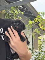 Char, a female Chihuahua and Brussels Griffon for sale in Eagle Point, OR – 4 of 5