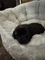 Char, a female Chihuahua and Brussels Griffon for sale in Eagle Point, OR – 5 of 5