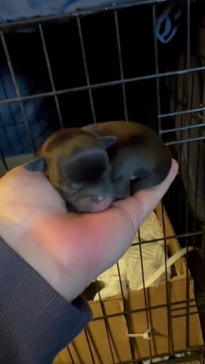 Fire fly, a male Chihuahua and Brussels Griffon for sale in Eagle Point, OR – 2 of 3