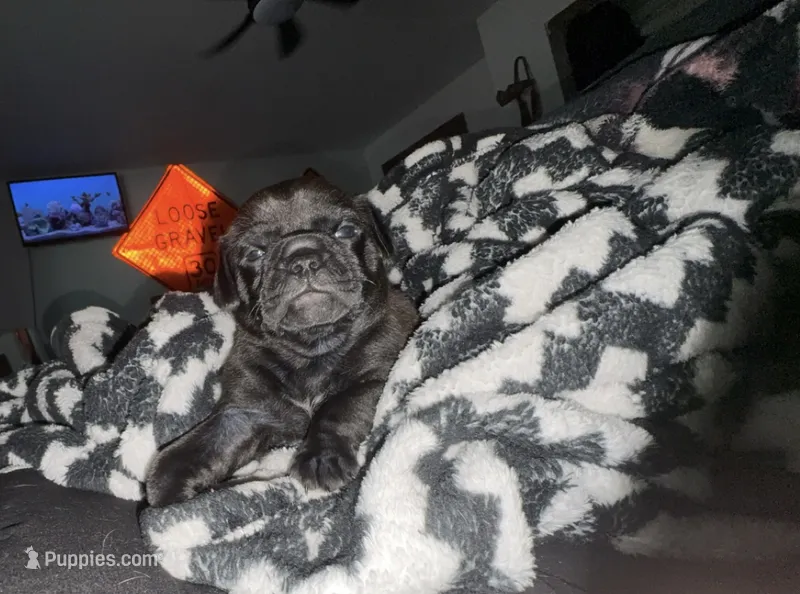 Char – Chihuahua, Brussels Griffon puppy for sale in Eagle Point, OR