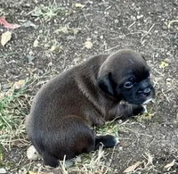 Rebel, a female Chihuahua and Brussels Griffon for sale in Eagle Point, OR – 2 of 4