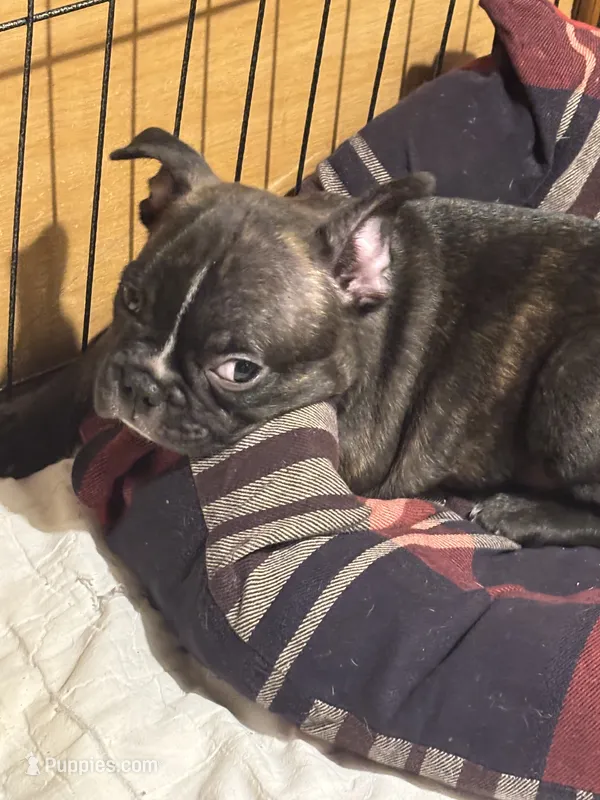 Males – Boston Terrier, Frenchton puppy for sale in Valley, AL