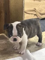 Turbo, a male Boston Terrier for sale in Valley, AL – 2 of 8