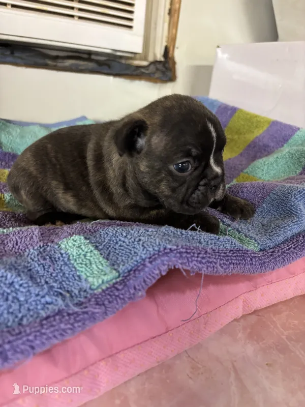 Males – Boston Terrier, Frenchton puppy for sale in Valley, AL