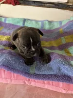 Males, a male Boston Terrier and Frenchton for sale in Valley, AL – 4 of 9