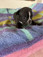 Males, a male Boston Terrier and Frenchton for sale in Valley, AL – 3 of 9