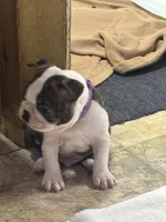 Turbo, a male Boston Terrier for sale in Valley, AL – 7 of 8