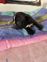 Males, a male Boston Terrier and Frenchton for sale in Valley, AL – 7 of 9