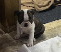 Turbo, a male Boston Terrier for sale in Valley, AL – 4 of 8