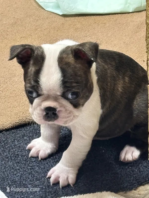 Turbo – Boston Terrier puppy for sale in Valley, AL