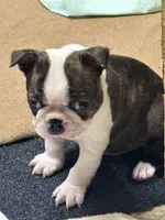 Turbo, a male Boston Terrier for sale in Valley, AL – 1 of 8