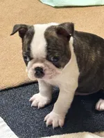Turbo, a male Boston Terrier for sale in Valley, AL – 5 of 8