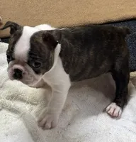 Turbo, a male Boston Terrier for sale in Valley, AL – 3 of 8