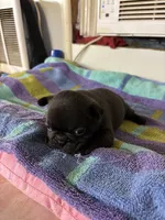 Males, a male Boston Terrier and Frenchton for sale in Valley, AL – 9 of 9