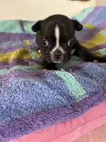 Males, a male Boston Terrier and Frenchton for sale in Valley, AL – 6 of 9