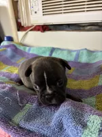 Males, a male Boston Terrier and Frenchton for sale in Valley, AL – 2 of 9