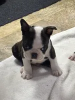 Turbo, a male Boston Terrier for sale in Valley, AL – 6 of 8