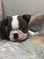 Turbo, a male Boston Terrier for sale in Valley, AL – 8 of 8