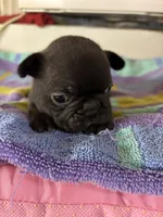 Males, a male Boston Terrier and Frenchton for sale in Valley, AL – 5 of 9