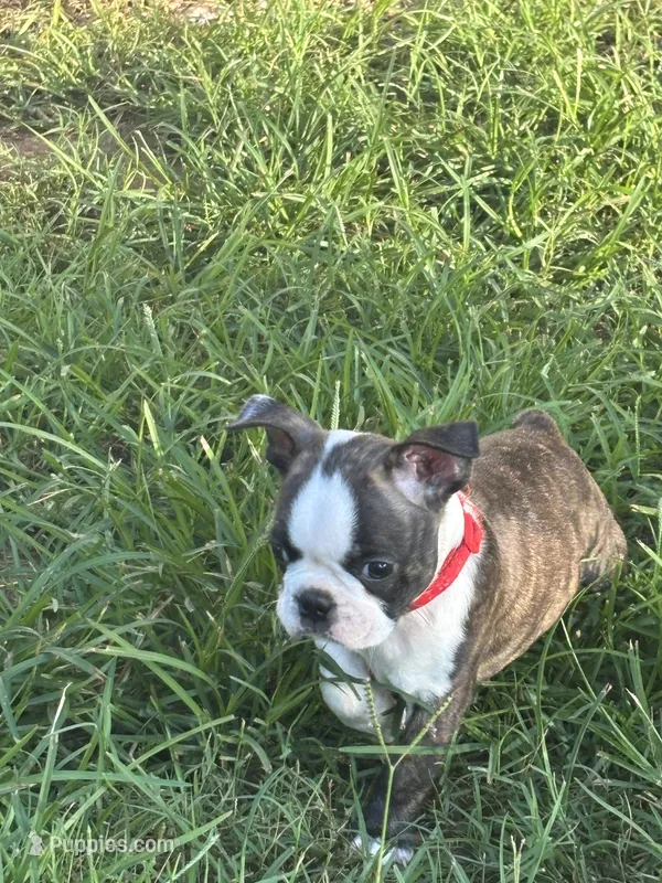 Turbo – Boston Terrier puppy for sale in Valley, AL