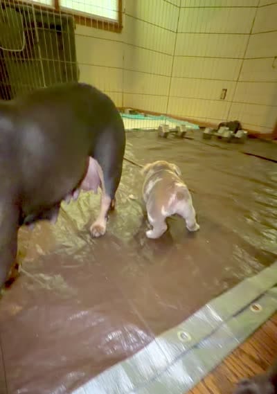 Facility video