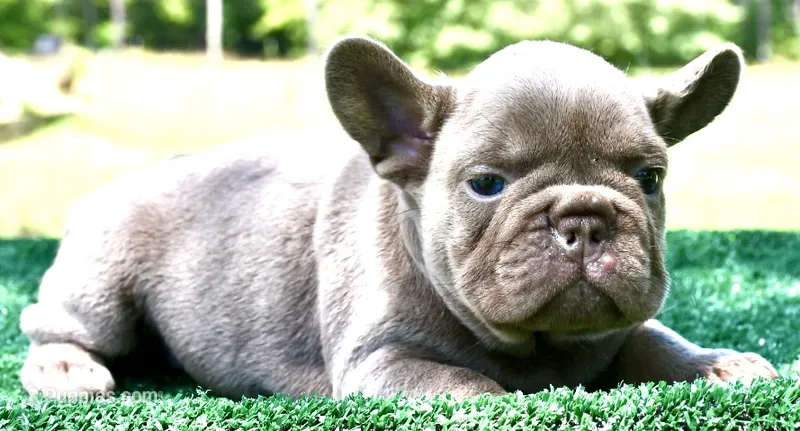 Fly gurl – French Bulldog puppy for sale in Stockbridge, GA
