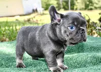 Bambi, a female French Bulldog for sale in Stockbridge, GA – 3 of 8