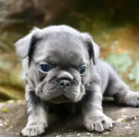 Bambi, a female French Bulldog for sale in Stockbridge, GA – 6 of 8