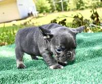 Bambi, a female French Bulldog for sale in Stockbridge, GA – 2 of 8