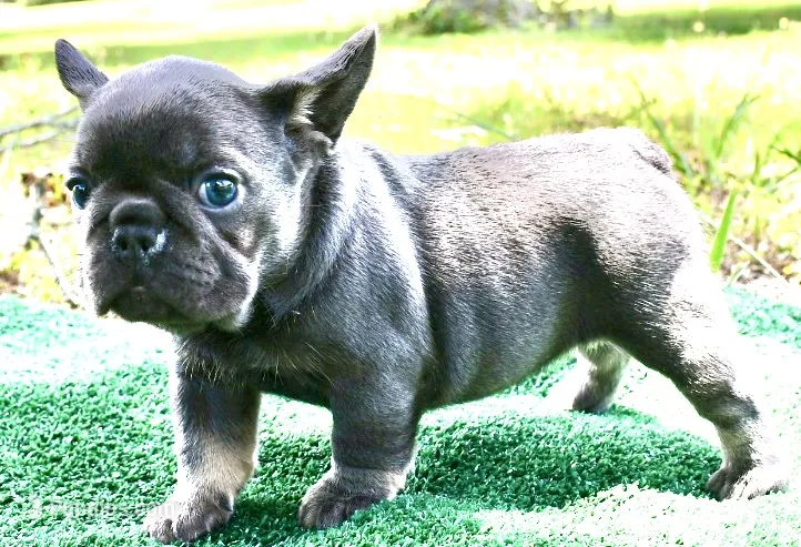 Bambi – French Bulldog puppy for sale in Stockbridge, GA