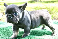 Bambi, a female French Bulldog for sale in Stockbridge, GA – 1 of 8