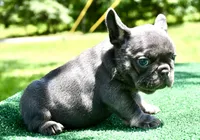 Bambi, a female French Bulldog for sale in Stockbridge, GA – 5 of 8