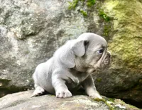 Fly gurl, a female French Bulldog for sale in Stockbridge, GA – 7 of 9