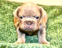 Fly gurl, a female French Bulldog for sale in Stockbridge, GA – 9 of 9