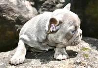 Fly gurl, a female French Bulldog for sale in Stockbridge, GA – 3 of 9
