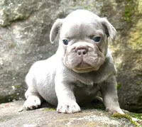 Fly gurl, a female French Bulldog for sale in Stockbridge, GA – 6 of 9