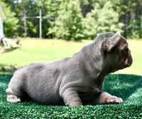 Bambi, a female French Bulldog for sale in Stockbridge, GA – 4 of 8
