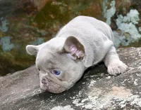 Deep blue, a female French Bulldog for sale in Stockbridge, GA – 2 of 8