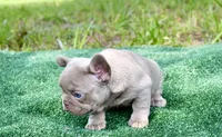 Deep blue, a female French Bulldog for sale in Stockbridge, GA – 6 of 8
