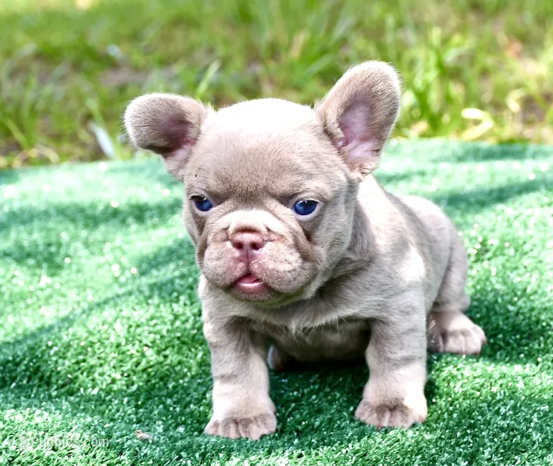 Deep blue – French Bulldog puppy for sale in Stockbridge, GA