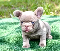 Deep blue, a female French Bulldog for sale in Stockbridge, GA – 1 of 8
