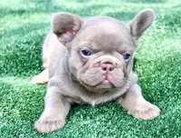 Deep blue, a female French Bulldog for sale in Stockbridge, GA – 5 of 8