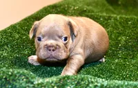 Deep blue, a female French Bulldog for sale in Stockbridge, GA – 8 of 8