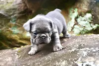 Bambi, a female French Bulldog for sale in Stockbridge, GA – 7 of 8